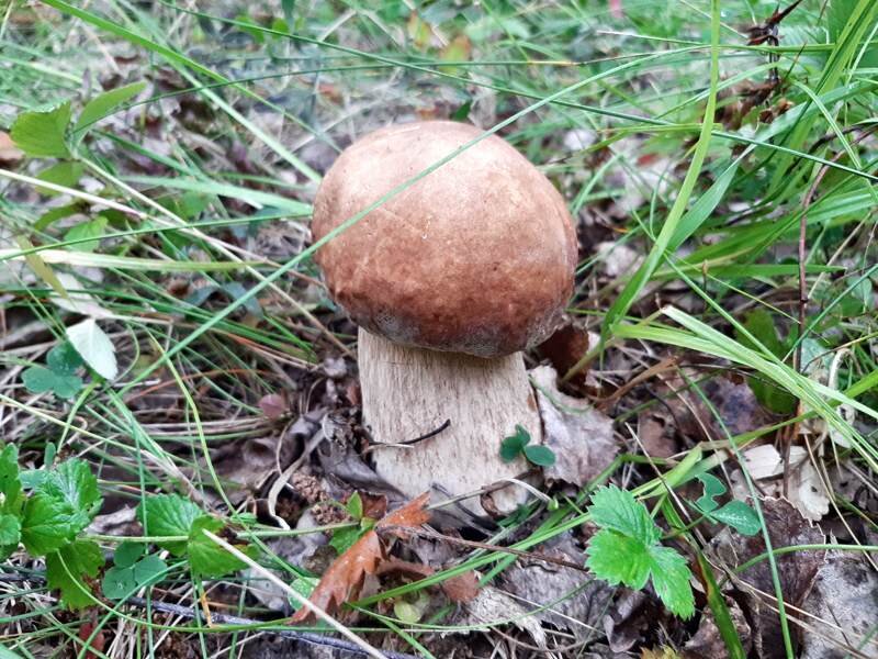 Монет в недрах уральской земли стало настолько мало, что порой кажется, что грибы собирать более увлекательное занятие.