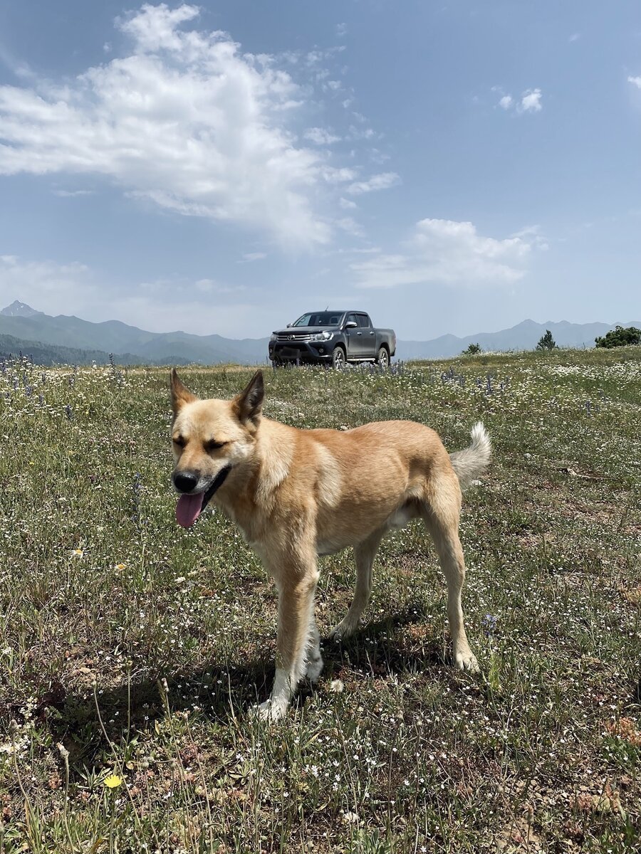Один из многочисленных приветливых шобакенов позирует на фоне нашей машины, которая позирует на фоне гор