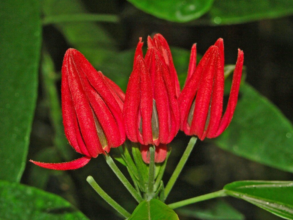 Goethea strictiflora