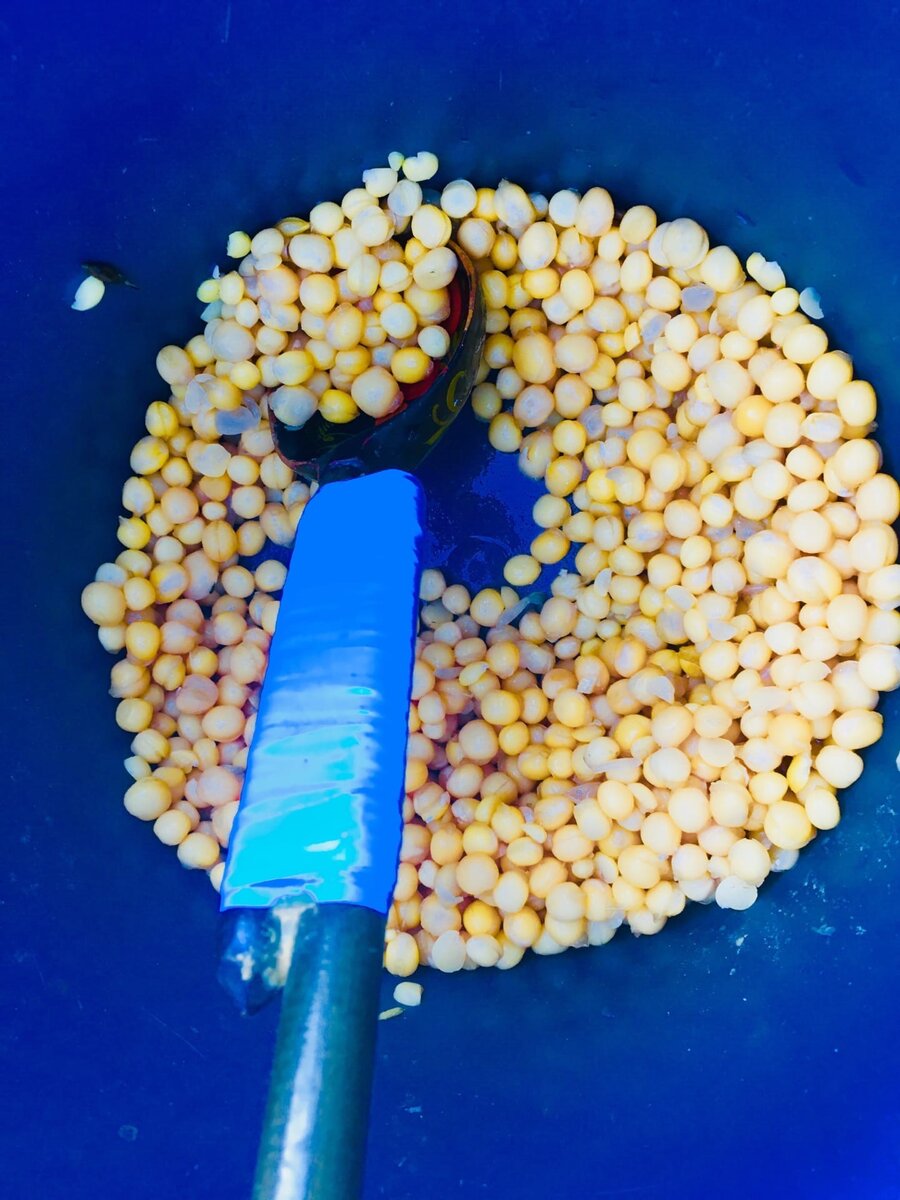 Запаренный горох