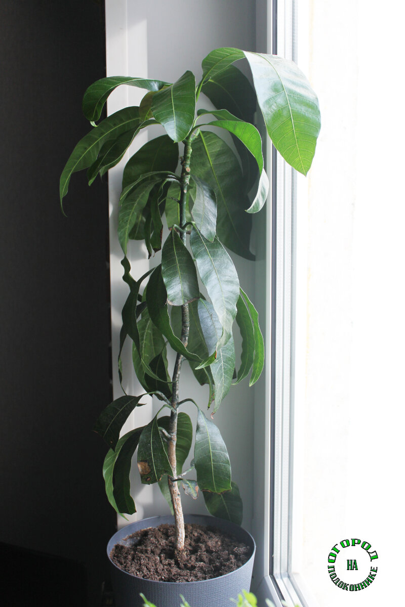 Мой манго, выращиваю из косточки