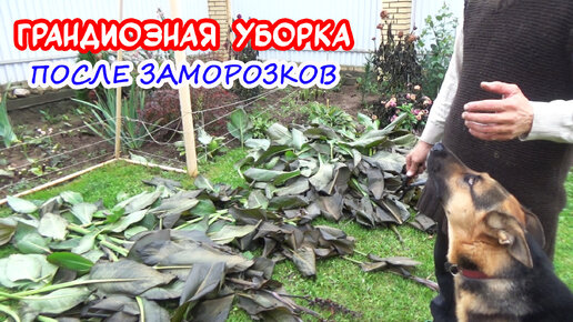 Грандиозная уборка и обрезка в саду после заморозков!