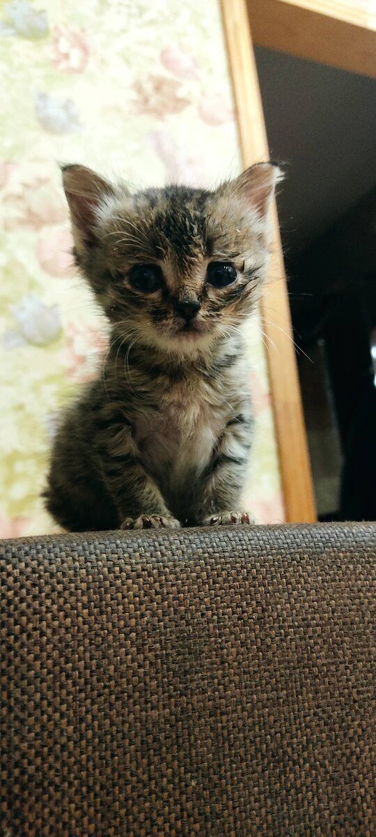 Котенку на фото месяц