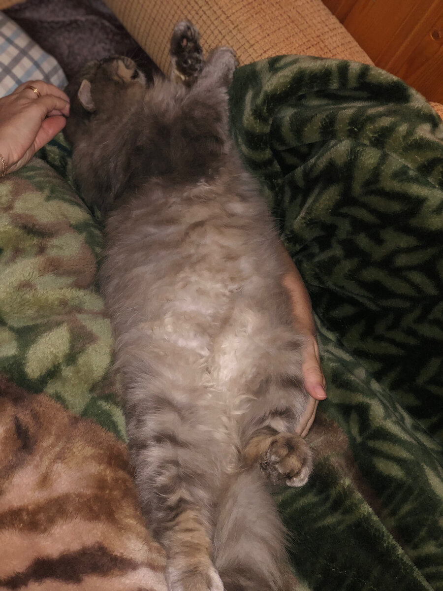 Вот в такой позе Филя спал почти час. Только периодически тянул передние лапки вперед. 