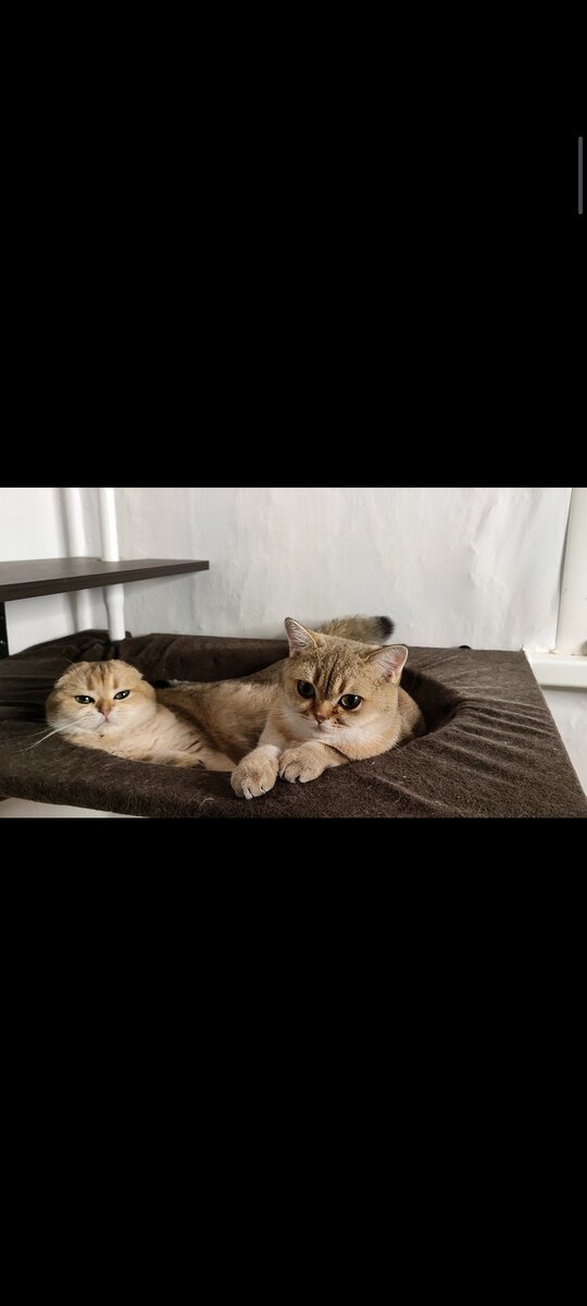 Вместе всегда веселее 😻#кошка 