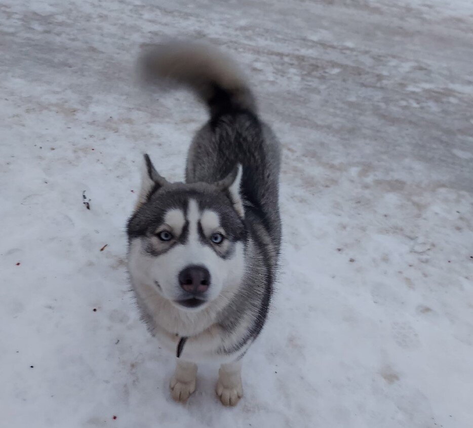 Часто теряются собаки, породы хаски и весь город в соцсетях помогает искать собаку