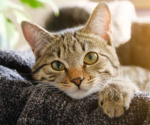 Симптомы менингита у кошки