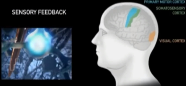 Вот визуально представленный пример интеграции в кору головного мозга импланта который будет стимулировать активацию нейронов для системы искуственного зрения
