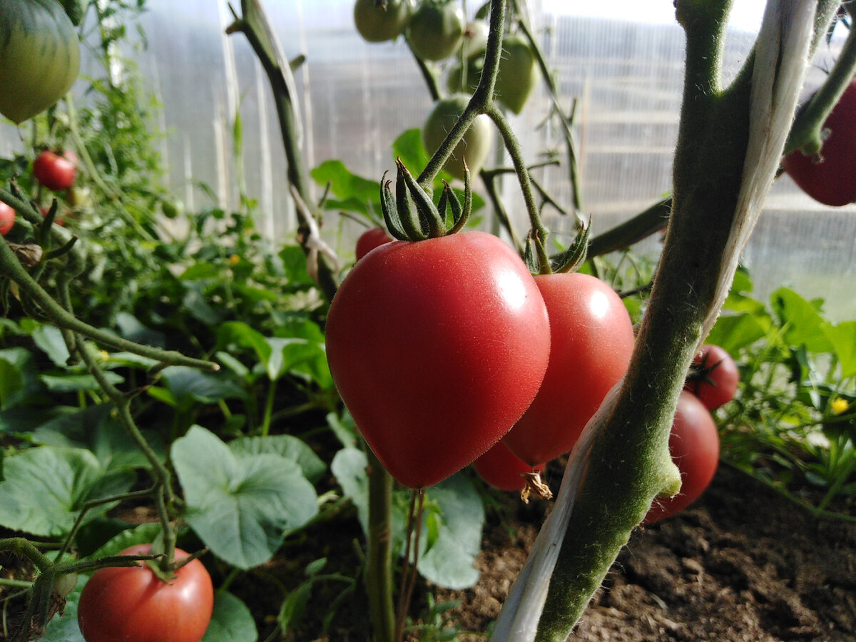 Томат немецкая клубника миссис шлаубах. Томат клубника миссис шлаубах. Томат миссис шлаубах. Томат знаменитая клубника шлаубах. Мисс шлаубах томат.