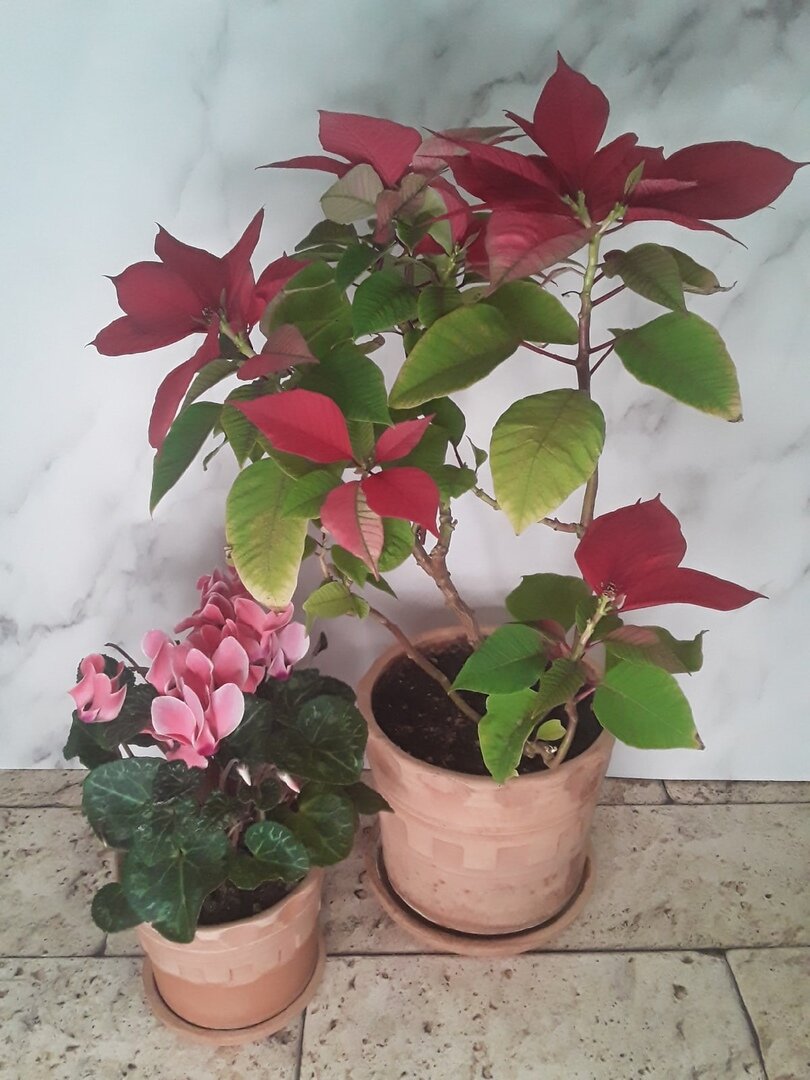 Первые "новосёлы" керамики: цикламен и пуансеттия-"второгодник"