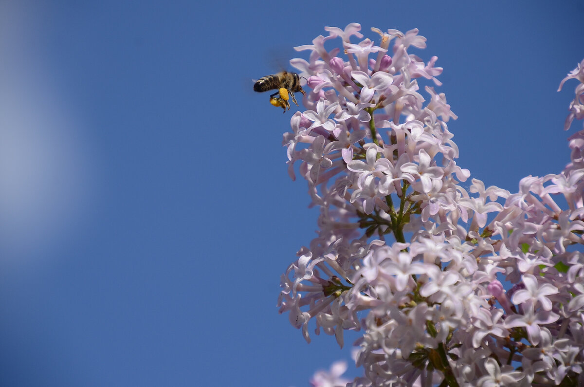 Погружение в прошлое: фотография сделана в мае 2020 года (самоизоляция на даче). Фото из личного архива автора.