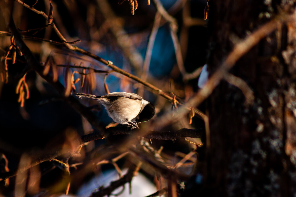 Синица серая. Любит семечки, как любая нормальная синица.