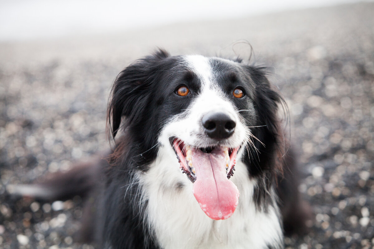 Универсальный пёс (Фото: https://www.flickr.com/photos/anna-pacheco/9407294478/)