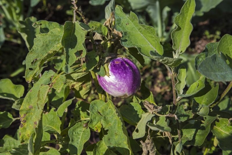 Вянут листья у баклажанов