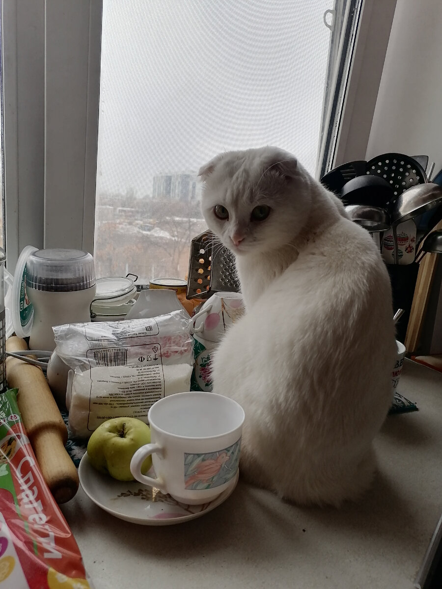 Это наш кот Сэм. Вот сидит такой хорошенький, а если во сне придёт? Если любите котов, то всё в порядке 👍