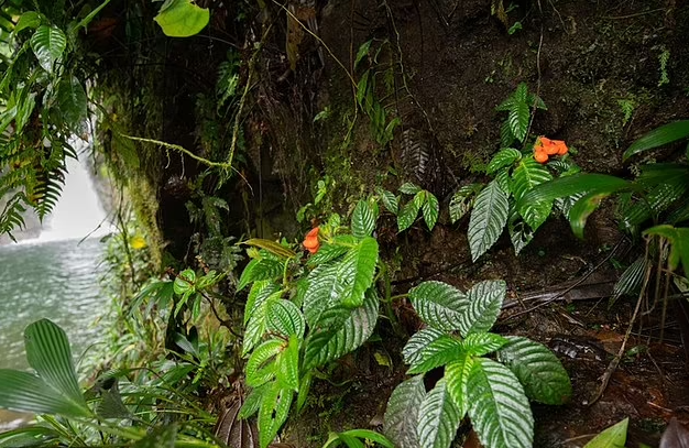 В естественной среде. Фото: Riley Fortier