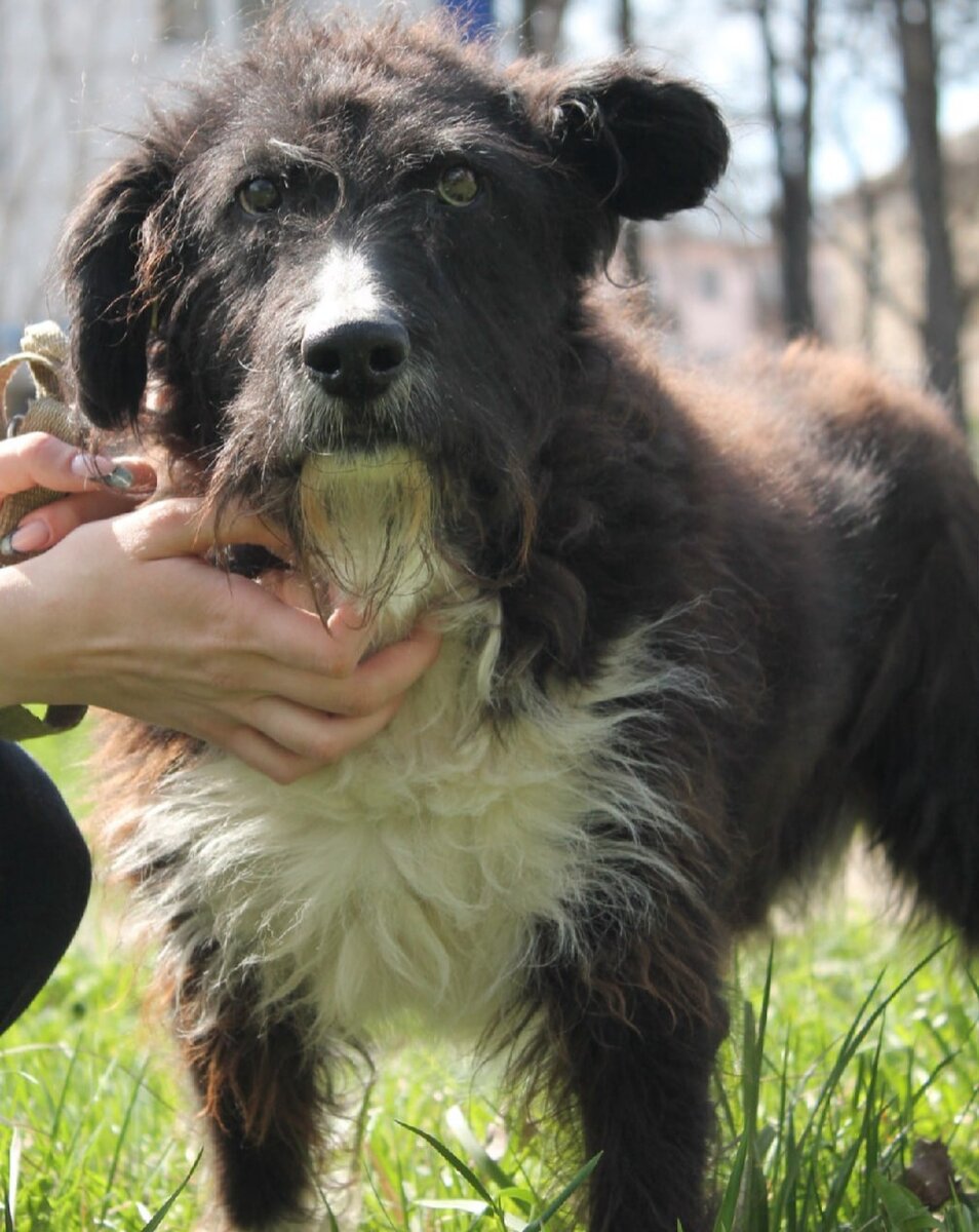 Обворожительный "старичок" Пират. С собаками и людьми в контакте.  