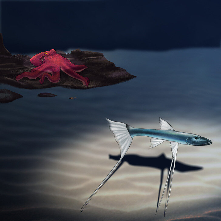 На какой глубине живут разные рыбы и другие обитатели подводного мира ...