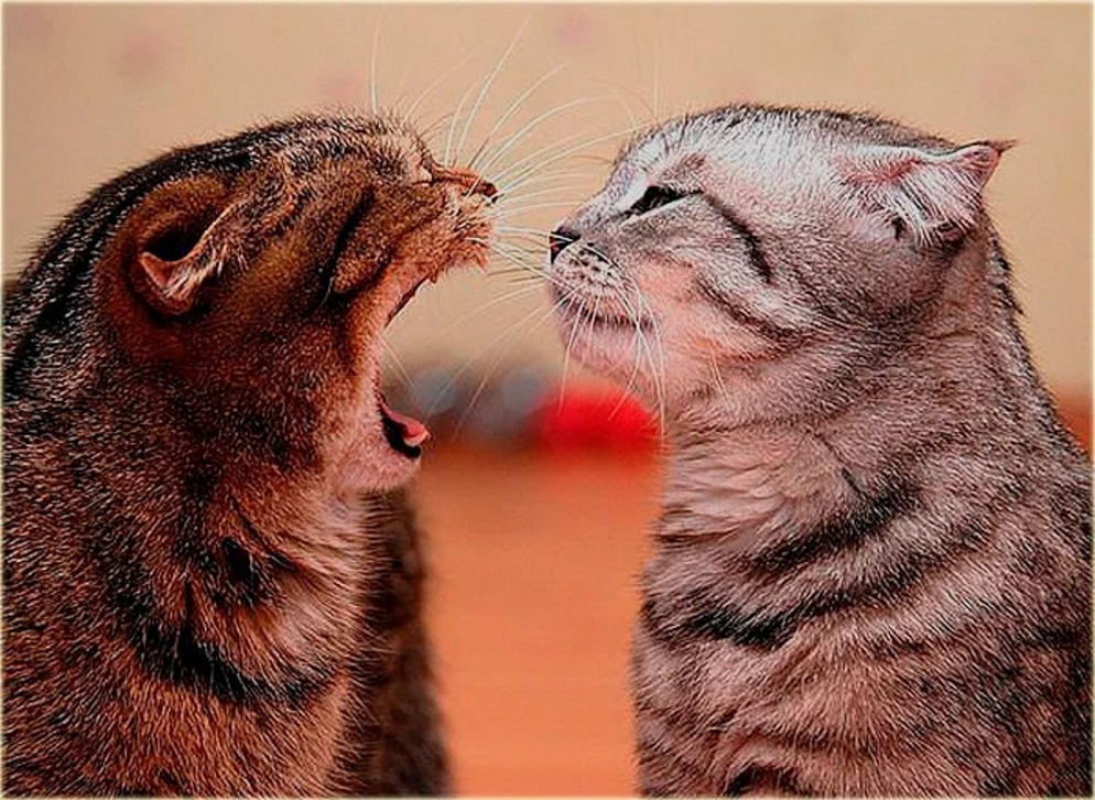 Фотоиллюстрация из свободного доступа в интернете.