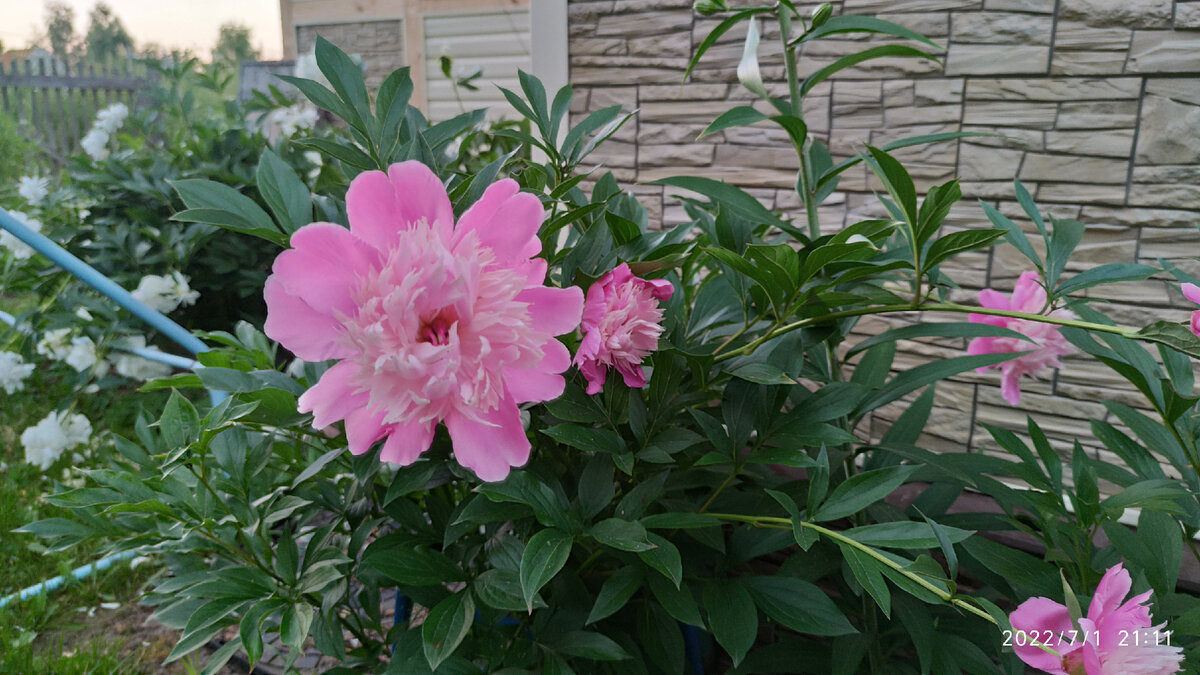 Пионы отцветают. Еще пару-тройку дней и облетят лепестки.