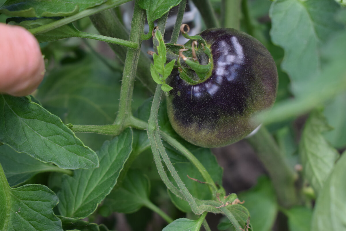очень красивые плоды даже еще маленькие(фото автора)