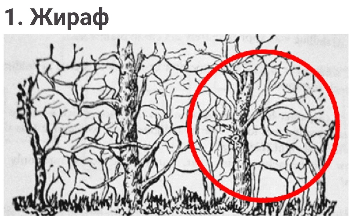 Жираф.