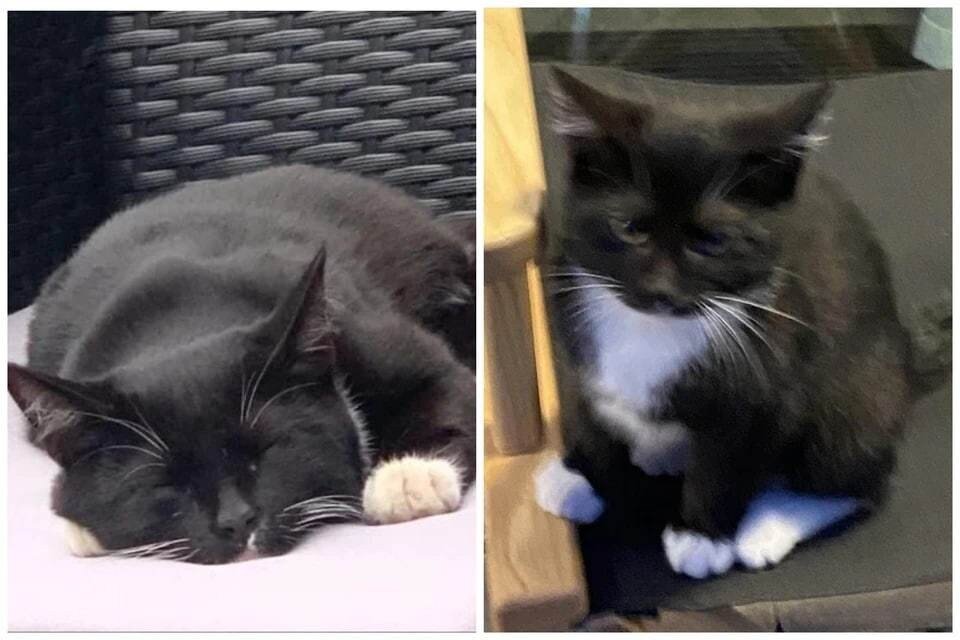     Фото: соцсети