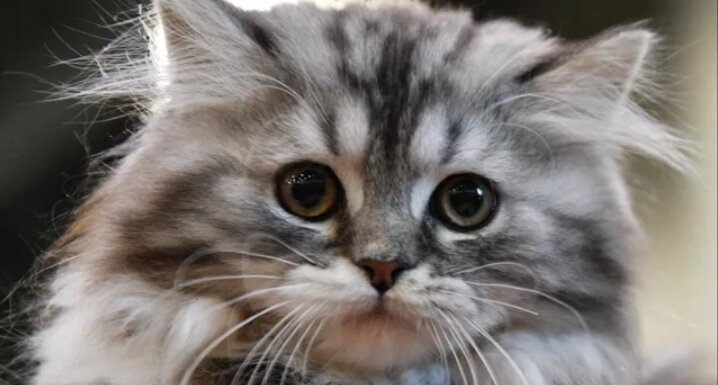 Фото из сети