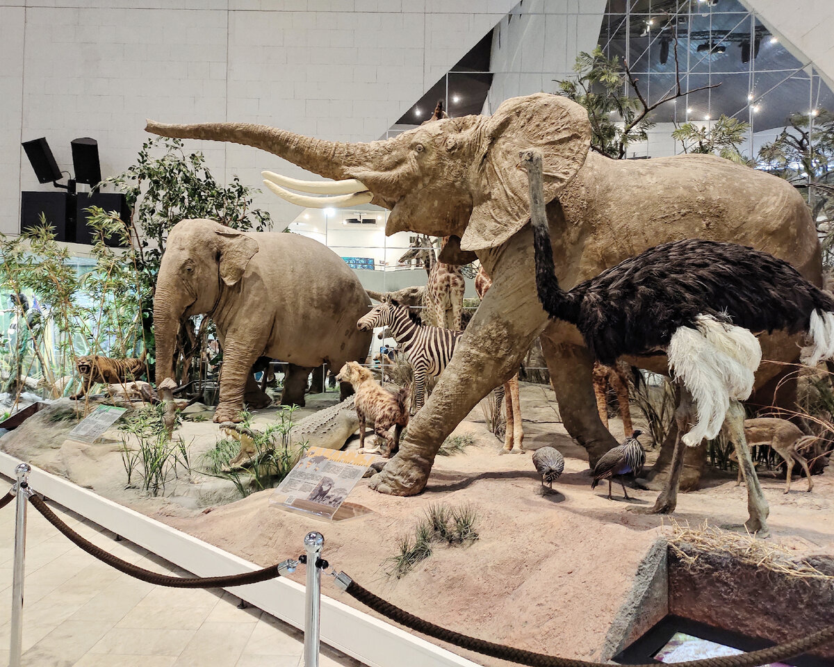 Слоны встречают посетителей