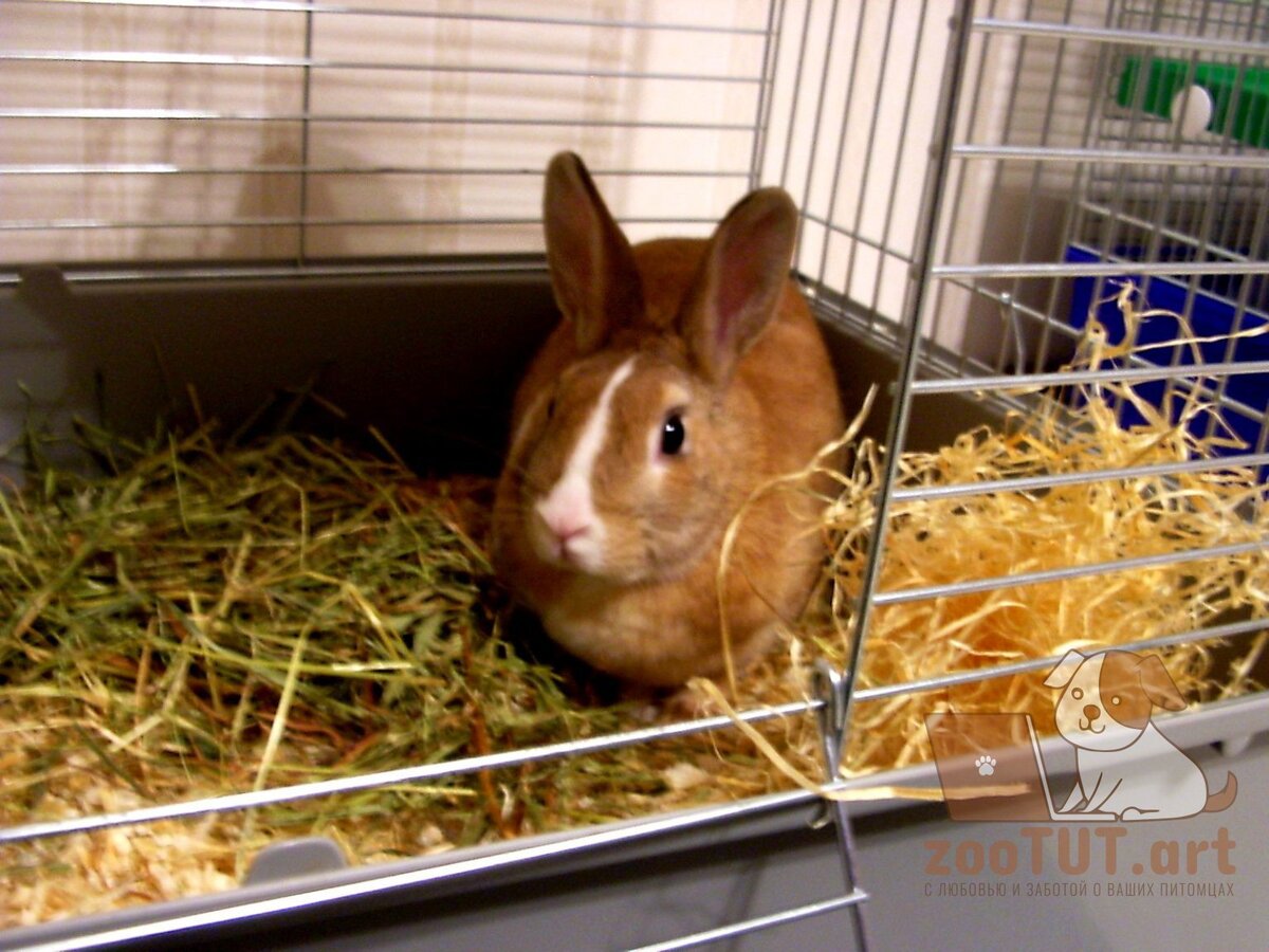 Купить клетку для кролика в Москве с доставкой. Интернет зоомагазин Malinki ZooStore.