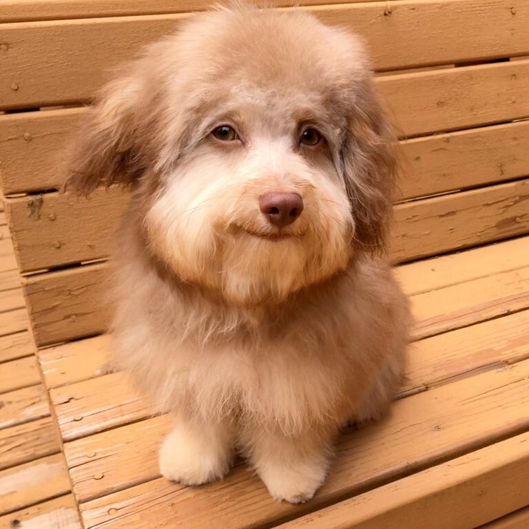 Нори. Источник фото: http://goodnewsanimal.ru/news/pes_s_ochen_vyrazitelnoj_mordoj/2019-10-04-7383