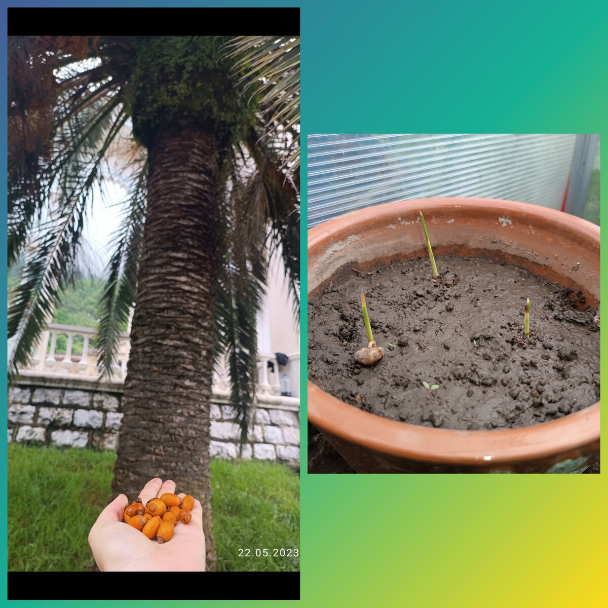 Семена собирала сама. Под пальмой их очень много😀