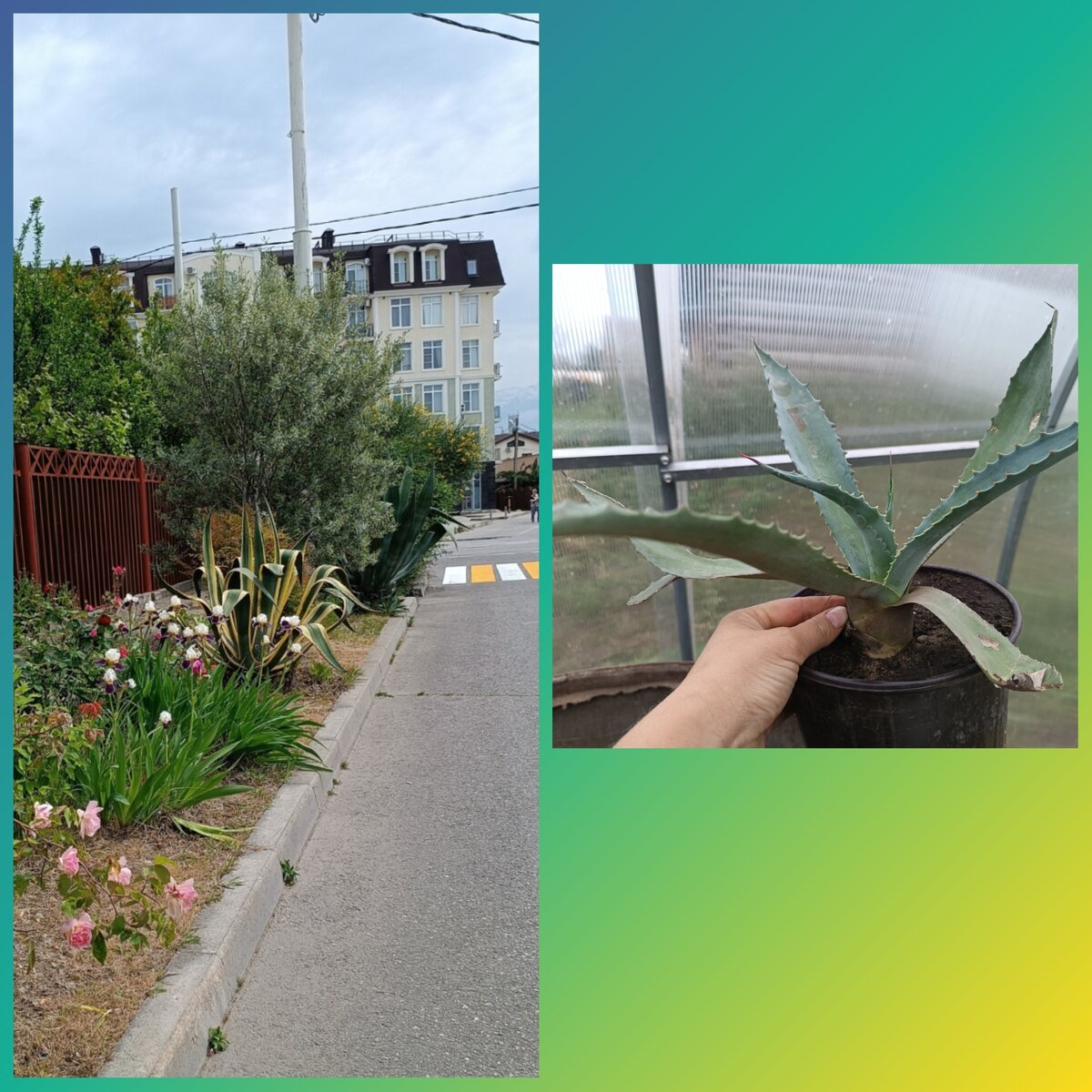 Агава. На вид, как огромное алое. 