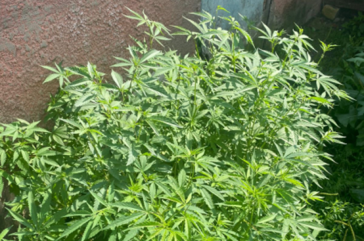    Воронежец вырастил в Малышево конопляную плантацию из 42 кустов