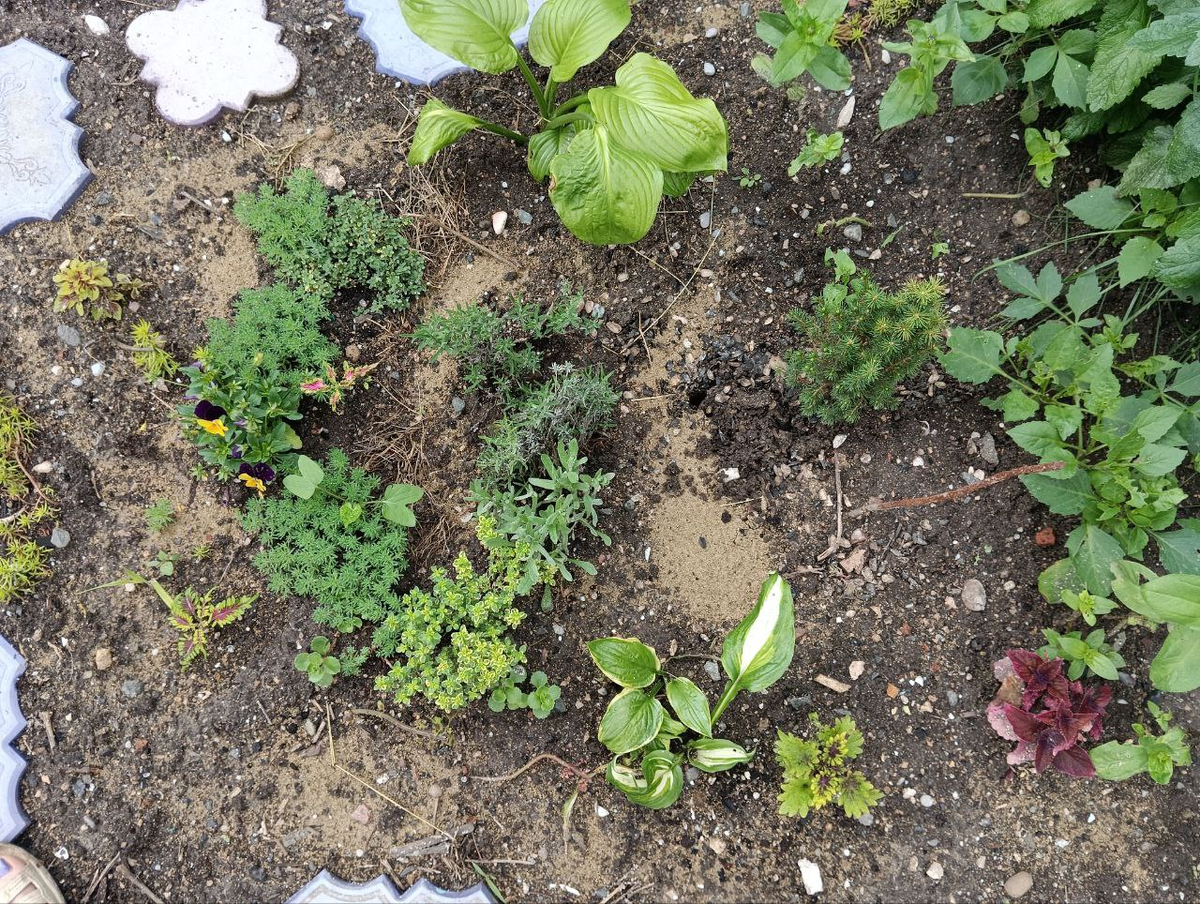 видите здесь ёлку?