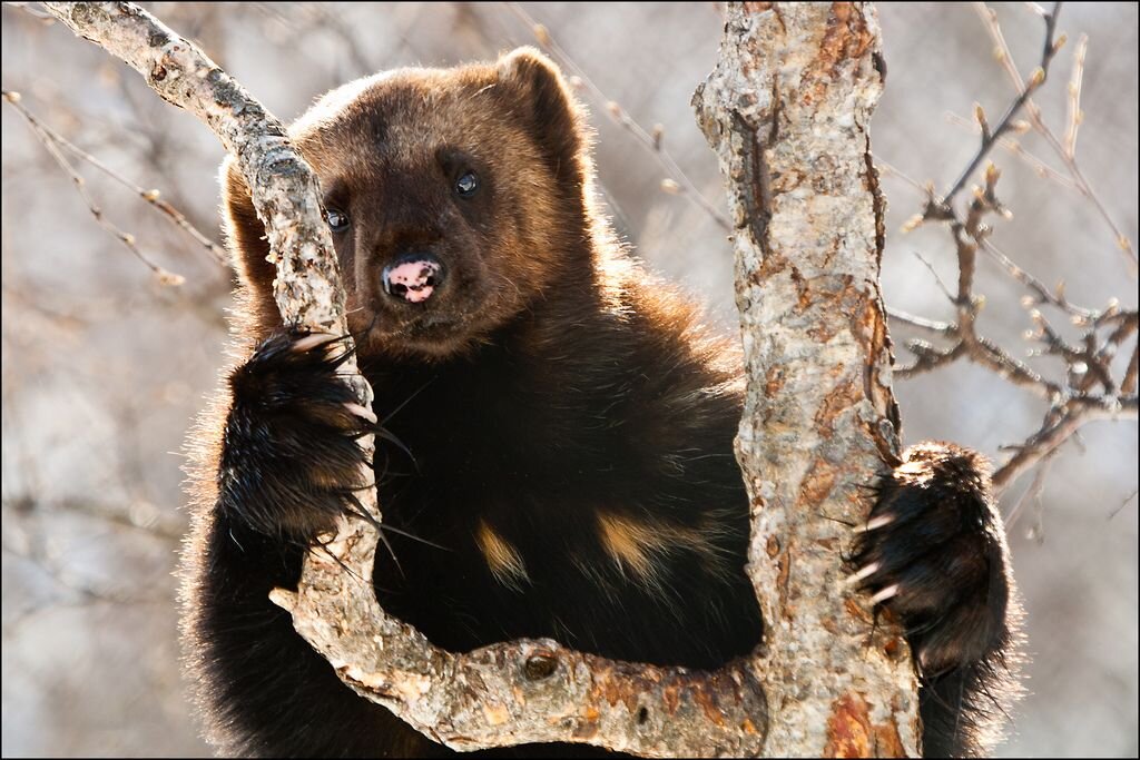 Из открытых источников.