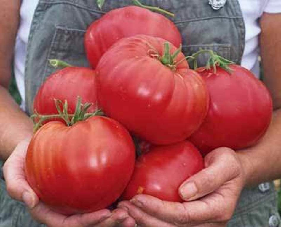 Семена крупных томатов. Томат тепличный крупноплодный. Томат японский краб. Томат красный камуфляж.