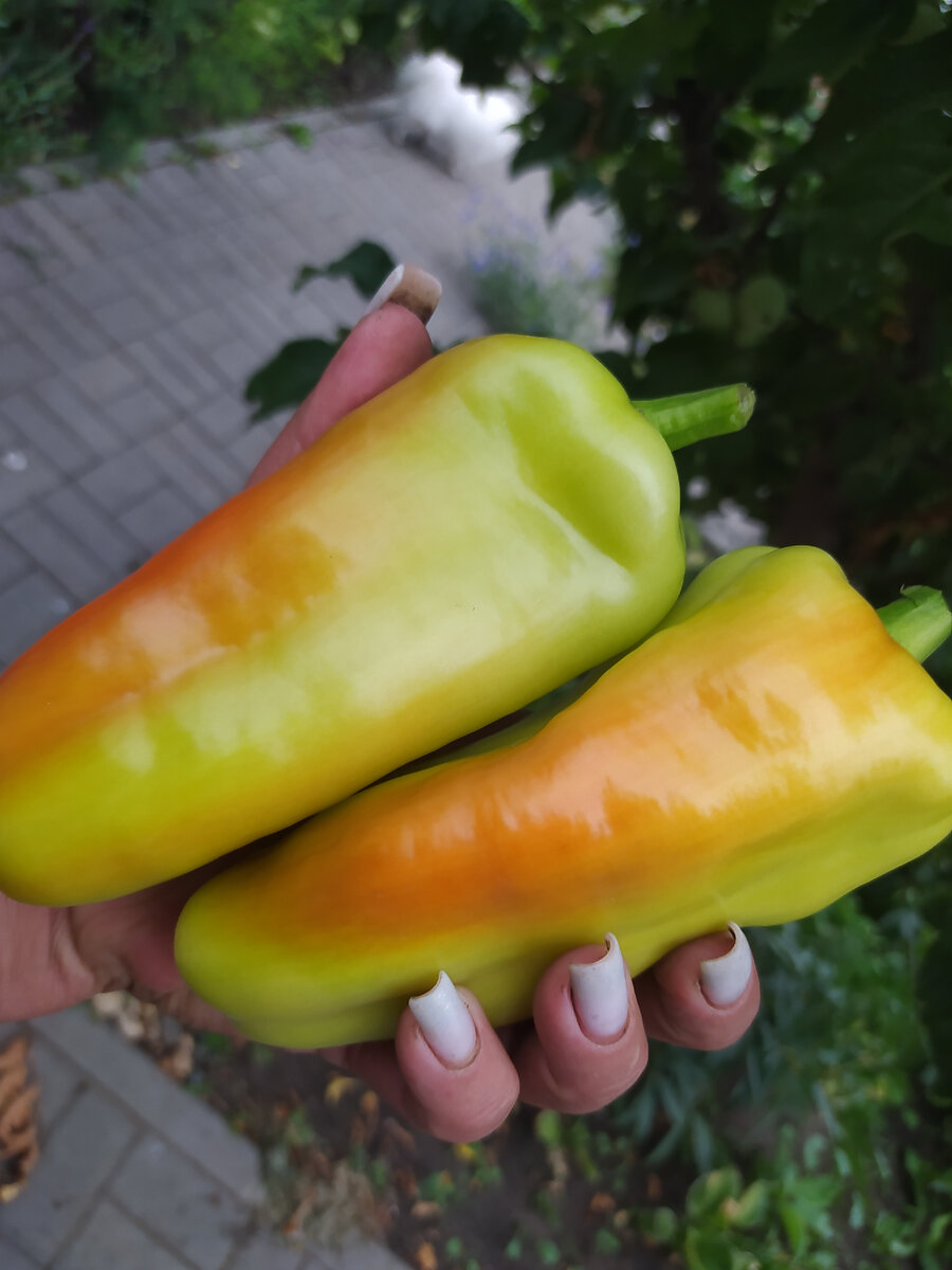 Перец Айсберг 