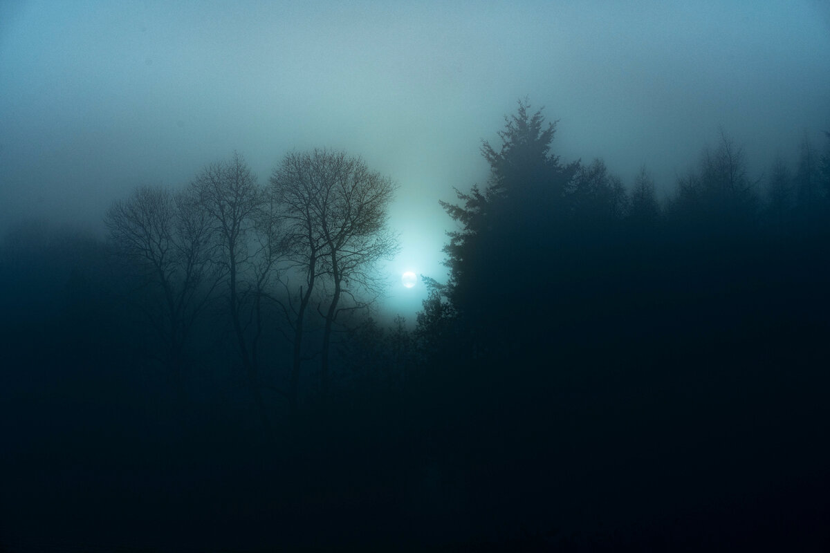 https://ru.freepik.com/free-photo/view-of-a-misty-forest-at-night_13461974.htm