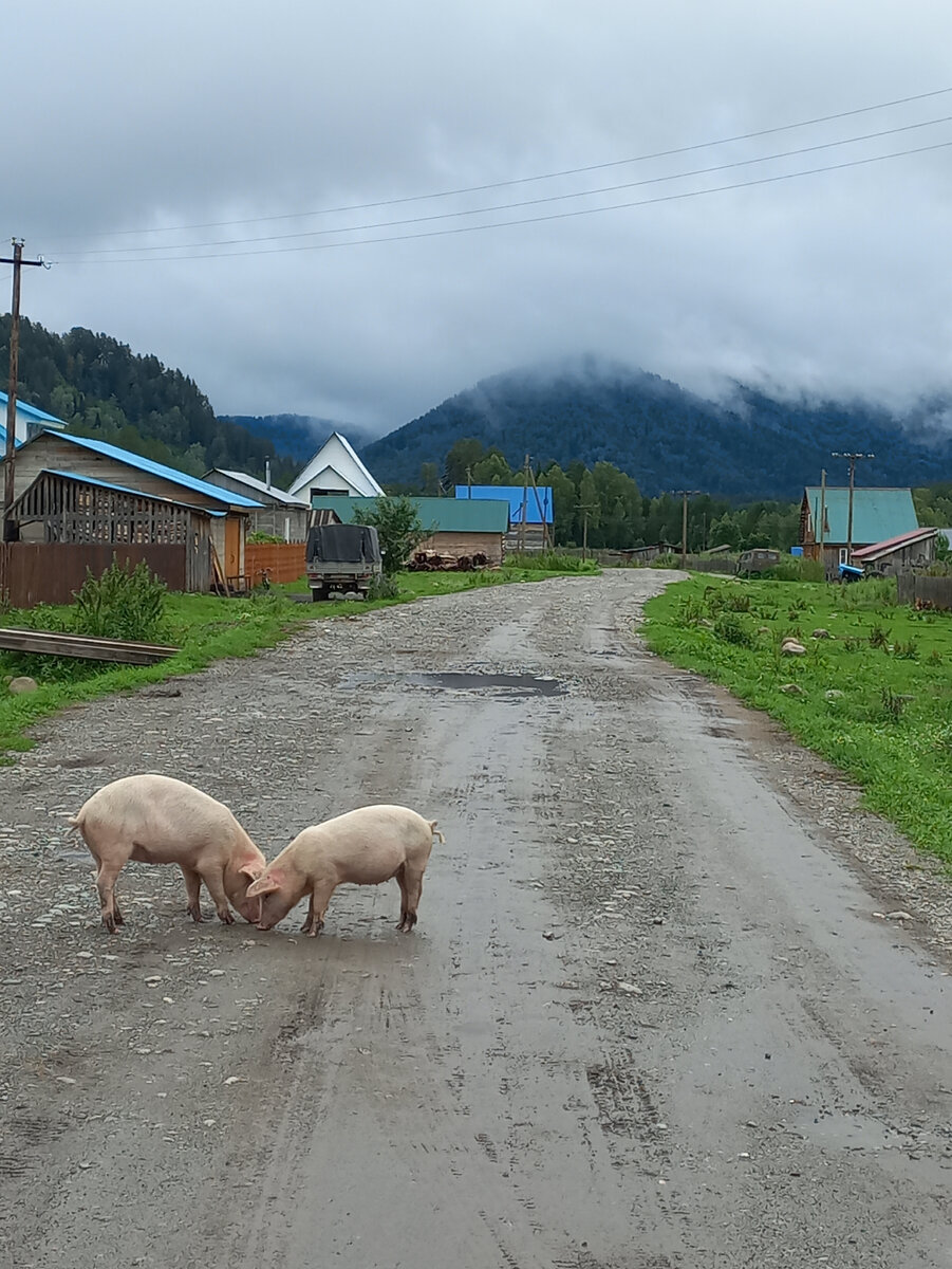 Село Тулой и будущий шашлык
