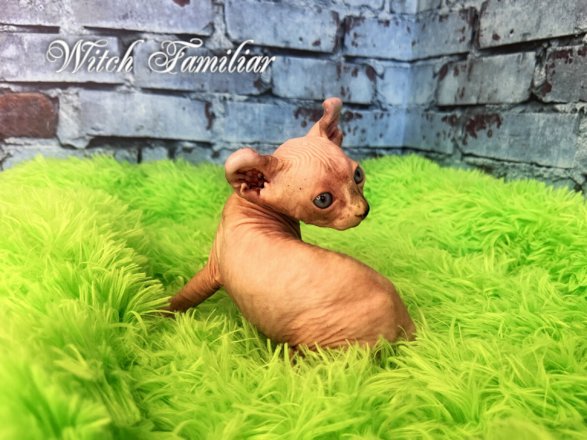 Котенок Эльф