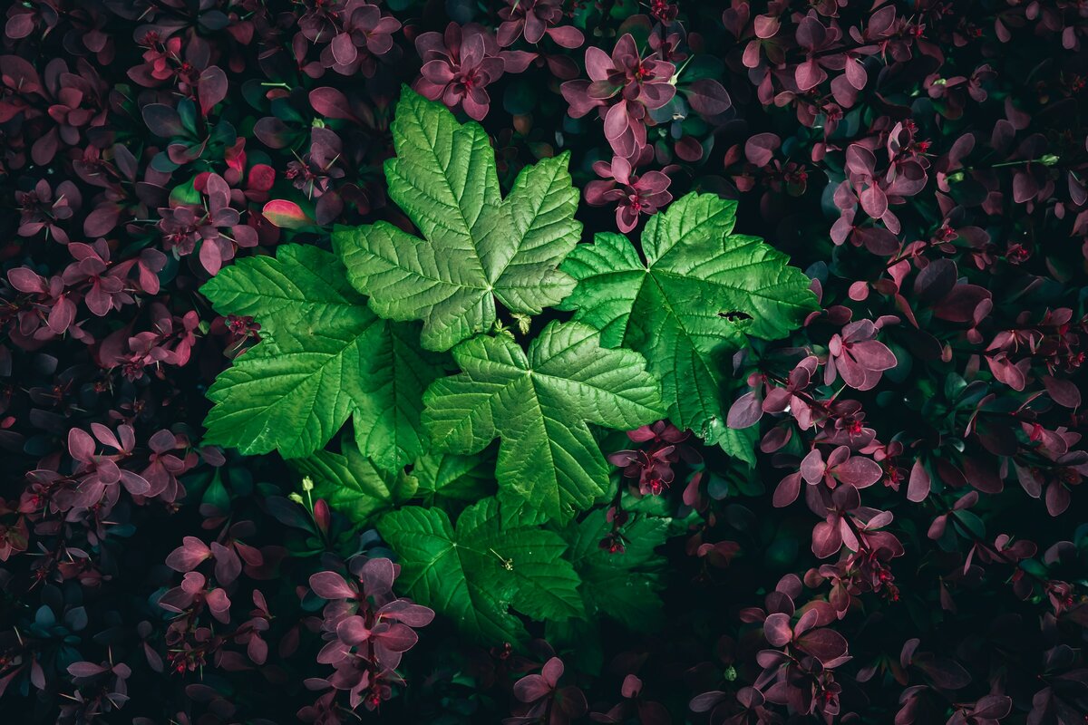 Картинка с бесплатного фотостока https://unsplash.com, автор Wyxina Tresse