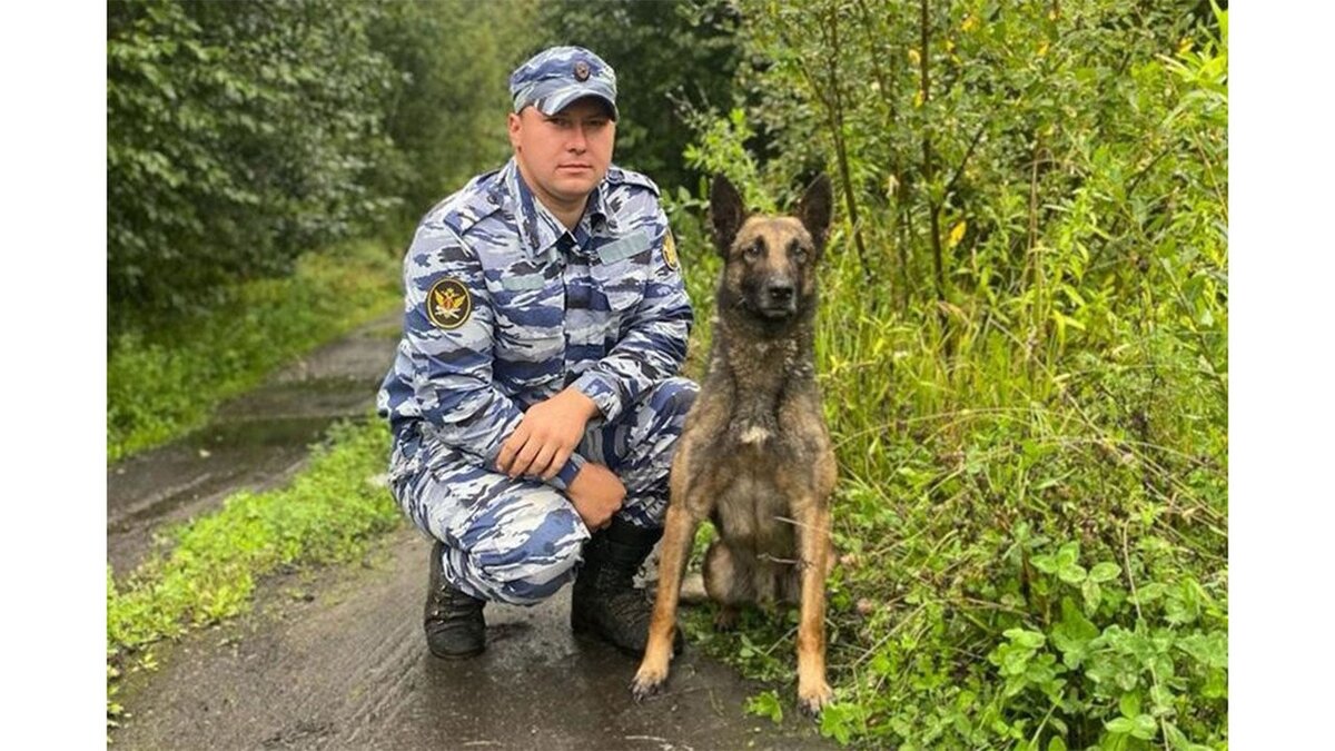 Пушкин и собака спасли заблудившегося в лесу парня под Вологдой | Питомцы  Mail.ru | Дзен