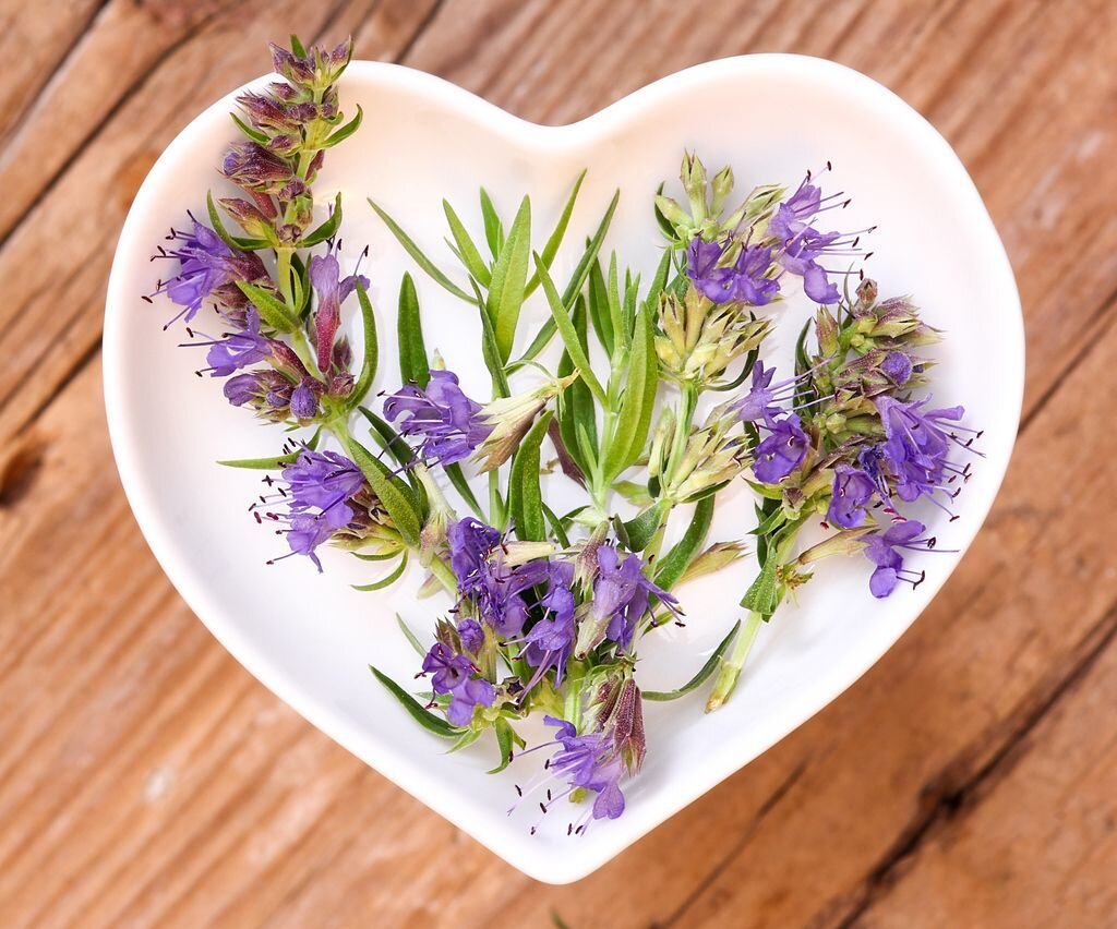    Иссоп — синий зверобой