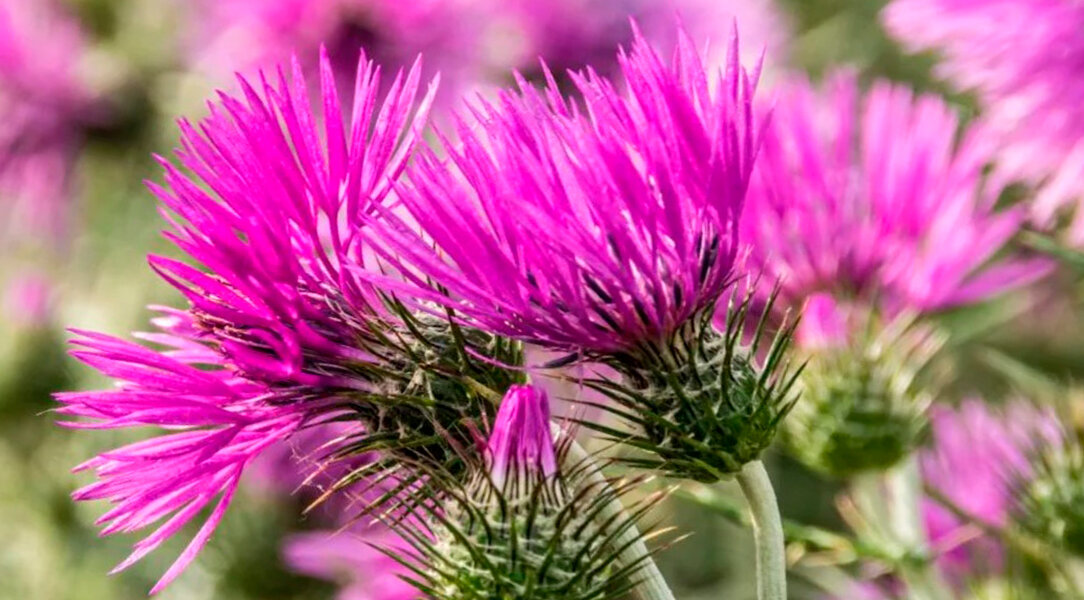 Расторопша