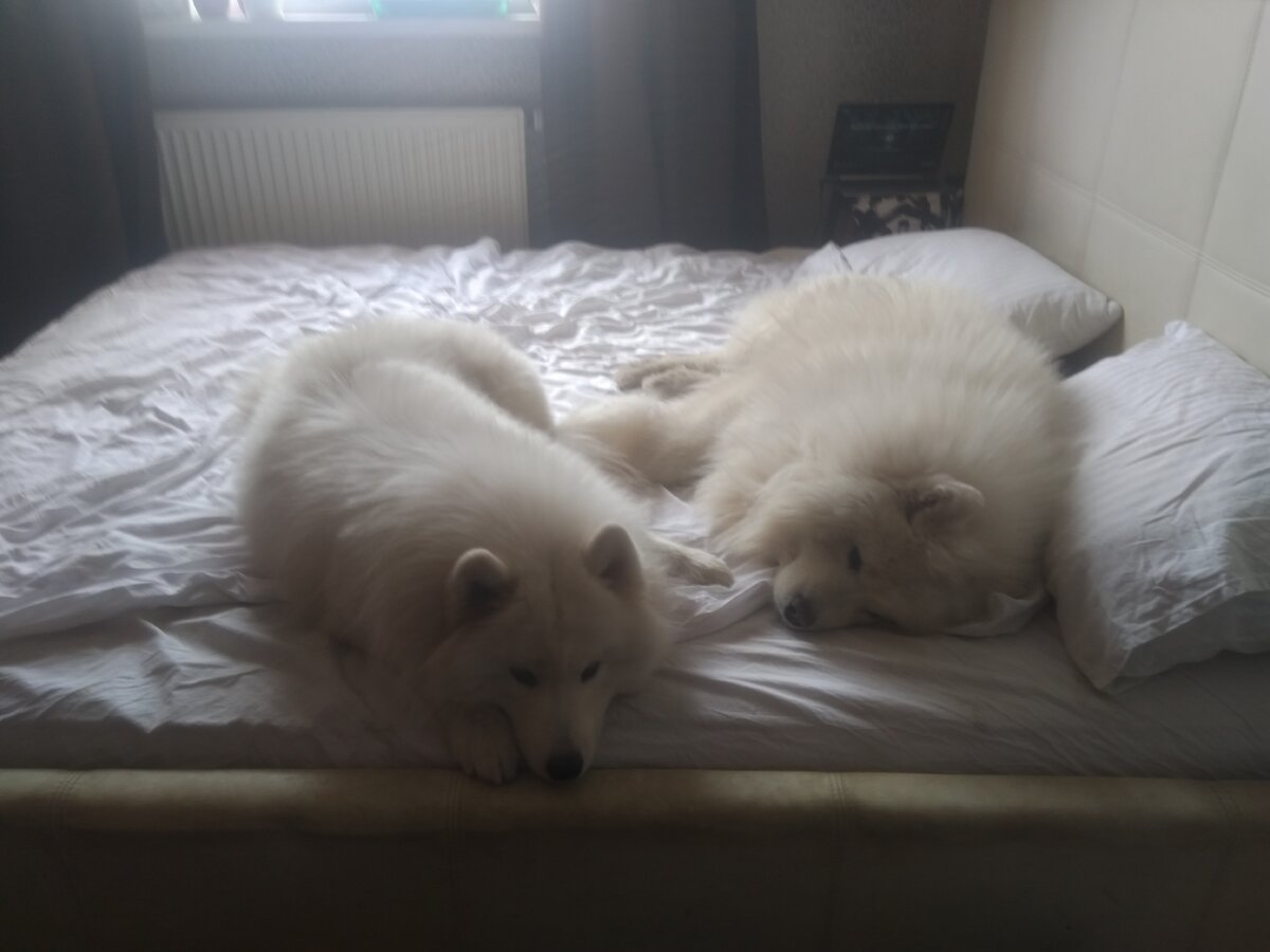 Я не призываю всех позволять собакам спать в кровати, но наши - любят иногда, а мы не против, скорее наоборот, рады, когда кто-то приходит обняться.