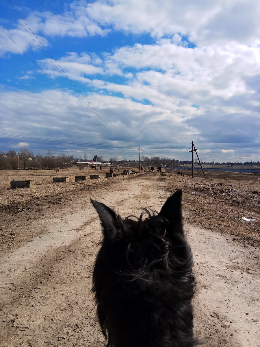  Наблюдатель