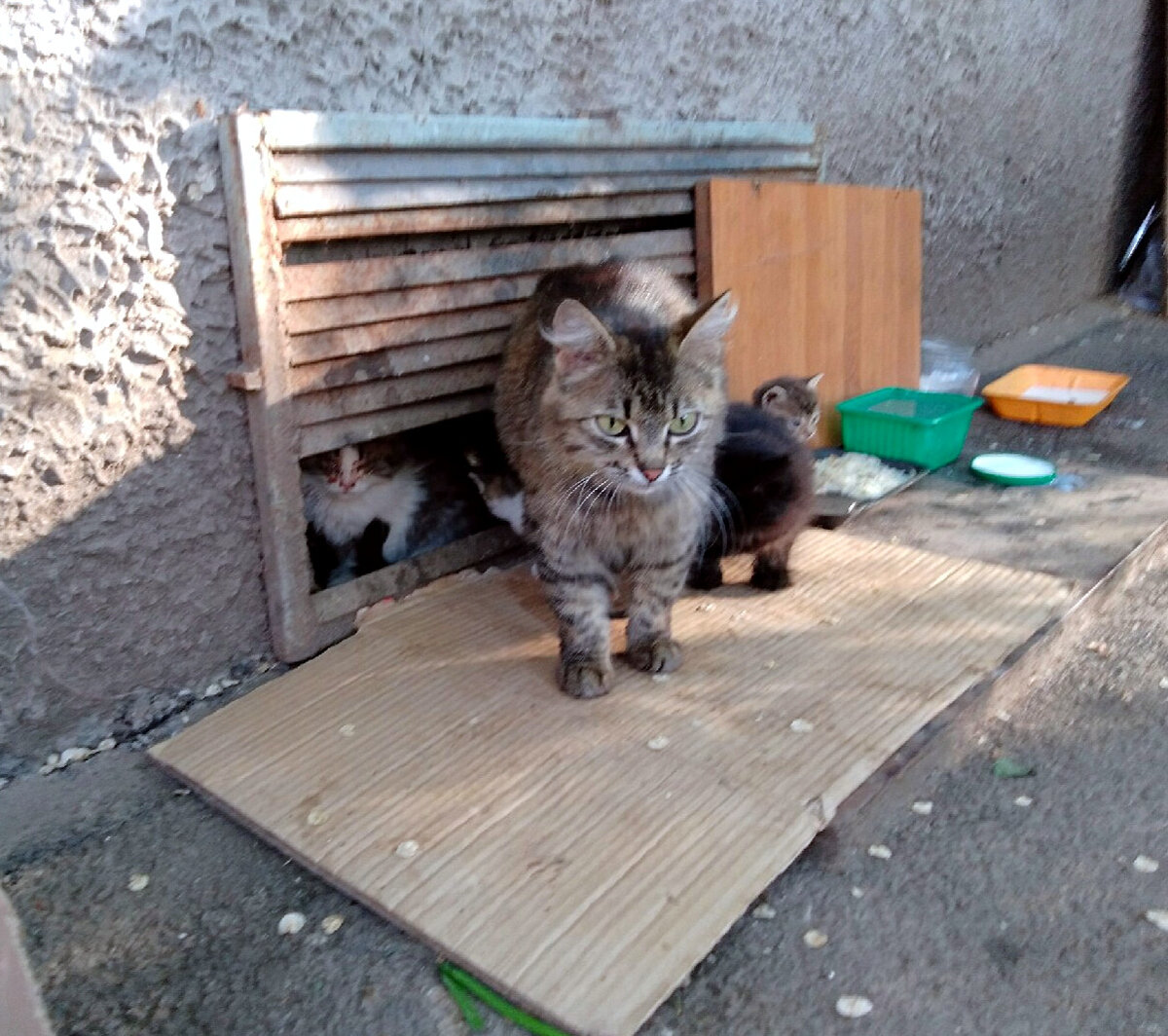 Жалко котенка. Дворовые котята. Котенок во дворе. Дворовой котенок дома.