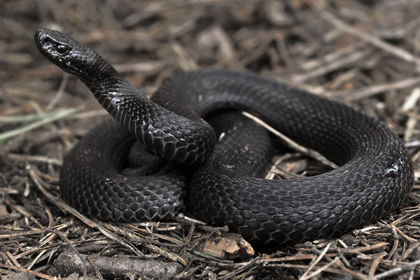 Это и есть обыкновенная лесная гадюка.