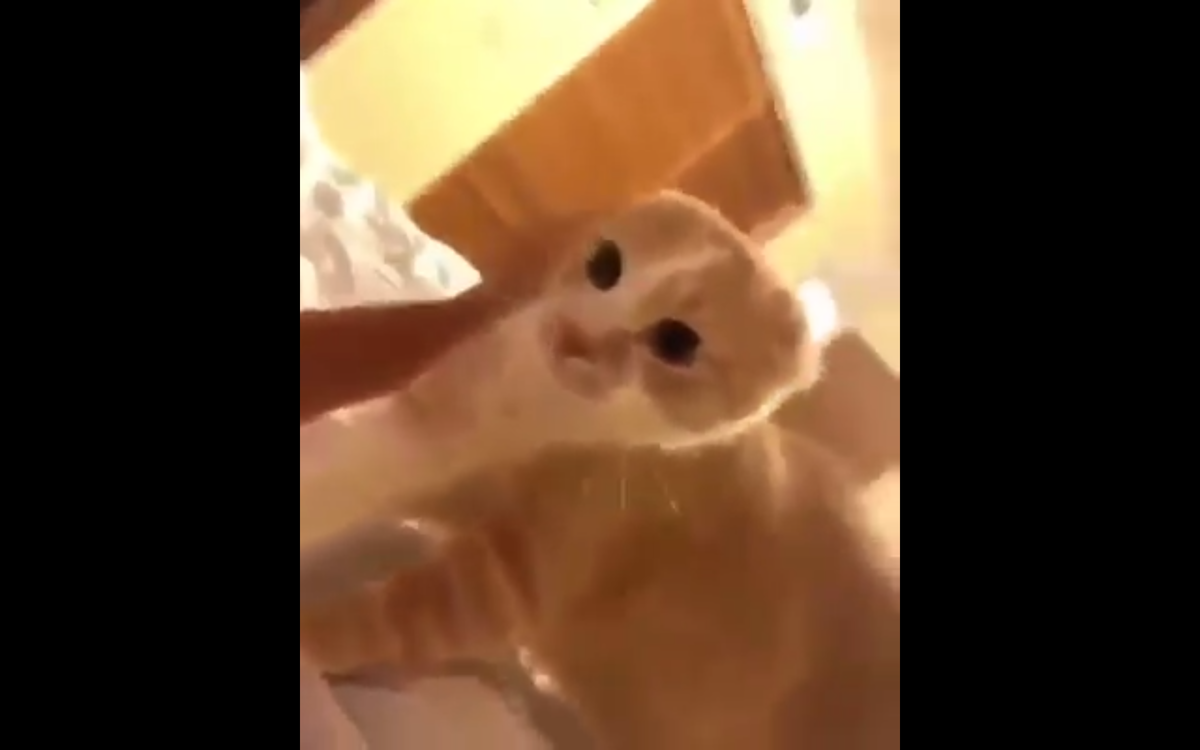 Кадр видео facebook.com/В Тренде